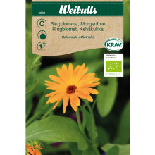 Morgenfrue økologisk